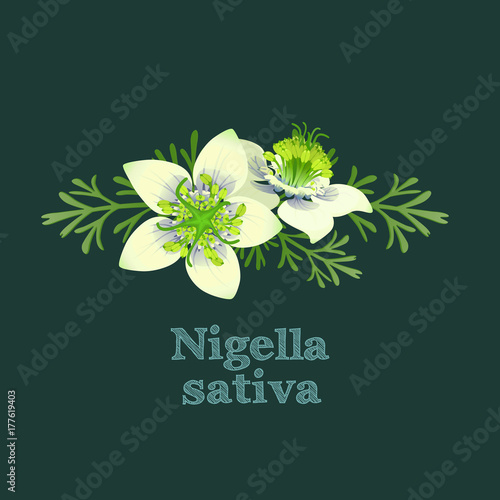 Fototapeta Naklejka Na Ścianę i Meble -  Black cumin or Nigella Sativa white flowers with leaves. Vector design element