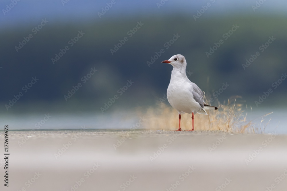 Black-headed gull, chroicocephalus ridibundus, on the ground