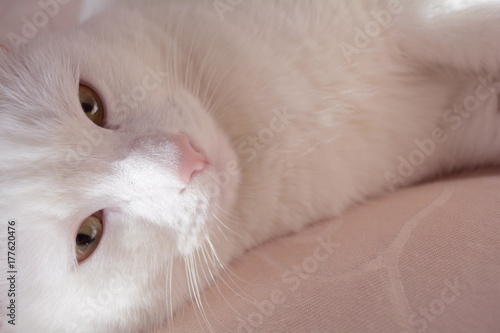 white cat staring gaze, sincere feelings of devotion