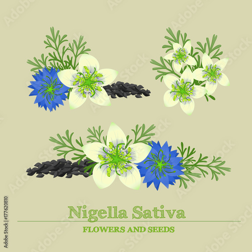 Black cumin or Nigella Sativa. White and blue flowers and seeds. Vector design elements