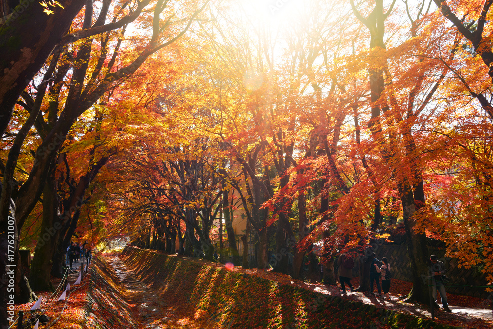 The Beautiful Autumn Color Of Japan Maple Leaves In Maple Corridor Momiji Kairo At Autumn Season Kawaguchiko Fujiyoshida Yamanashi Japan Stock Photo Adobe Stock