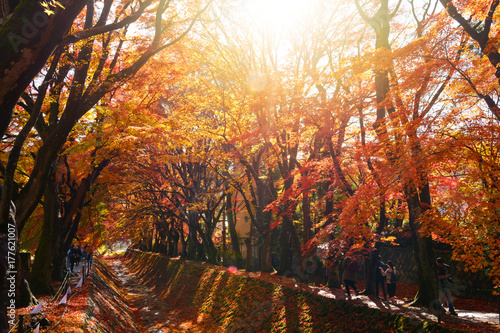 the beautiful autumn color of Japan maple .leaves in Maple corridor  Momiji Kairo  at autumn season Kawaguchiko  Fujiyoshida  Yamanashi  Japan