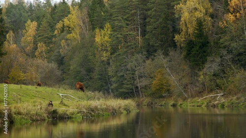 Wallpaper Mural Fisherman fishing at golden autumn by the river with cows at background Torontodigital.ca