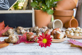 Flower bulbs and garden accessories for planting in the ground. 
