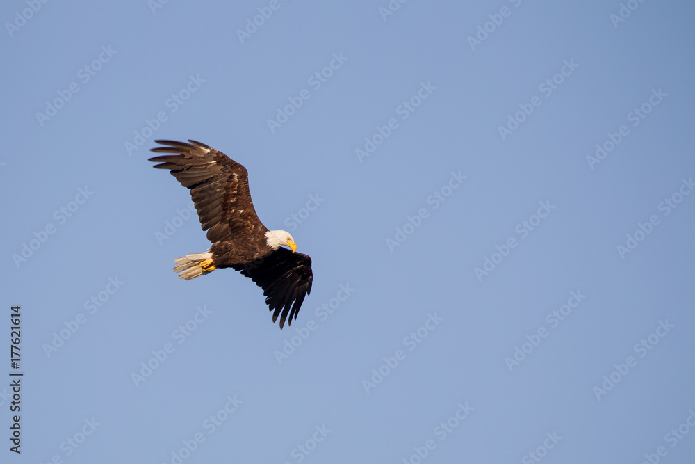 Weißkopfseeadler (Haliaeetus leucocephalus) Weißkopfseeadler (Haliaeetus leucocephalus)