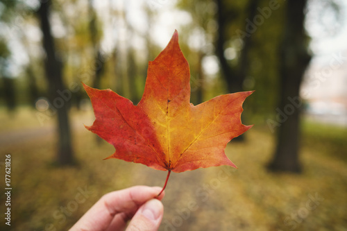 POV man hand hold orange maple leaf while walking in alley