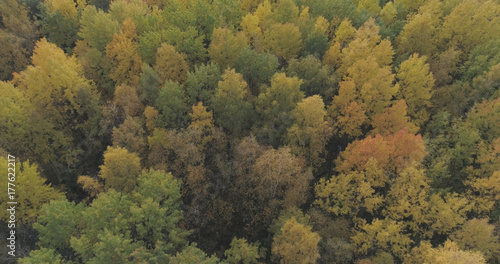 Aerial shot of autumn trees in forest in october