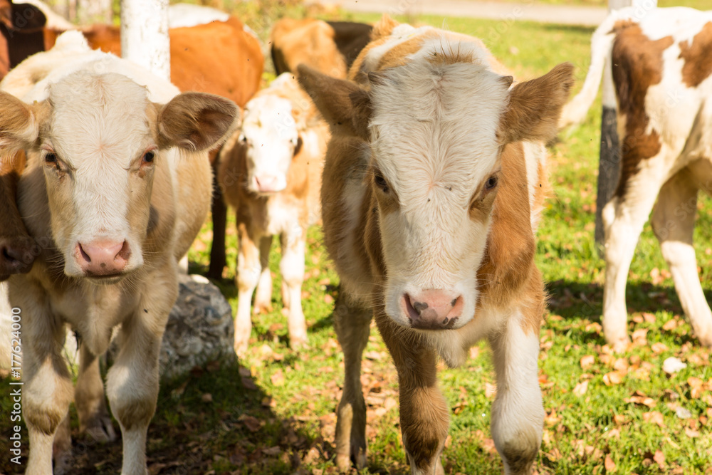little curious calf walking on the road little curious calf walking on the road
