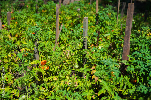 Wallpaper Mural How to grow tomatoes in the garden and in the garden. Red ripe tomatoes Torontodigital.ca