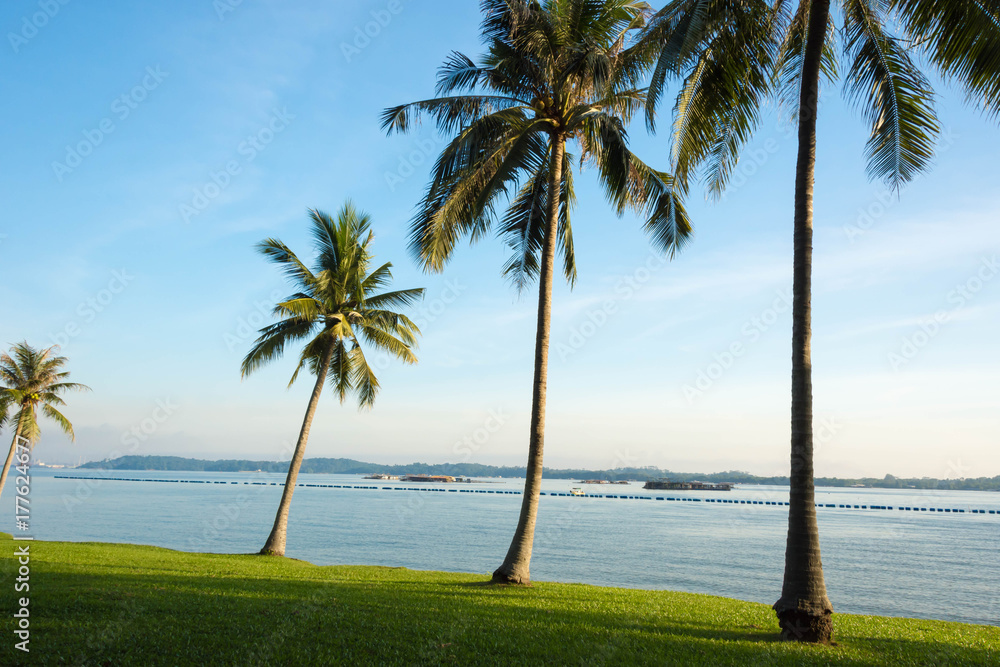 Coconut trees near the beach Coconut trees near the beach