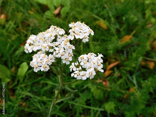 Fototapeta Naklejka Na Ścianę i Meble -  The white blooms in grass in forest