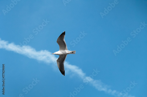a albatross or seagull spreading its wings and flying right into the sun