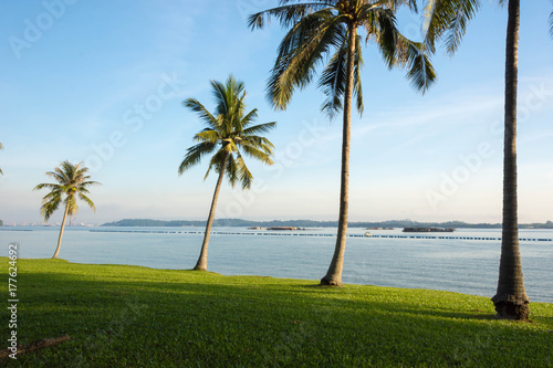 Coconut trees near the beach