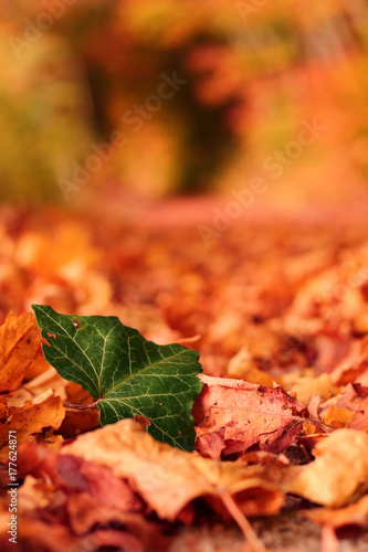 Efeublatt im Herbstlaub photo