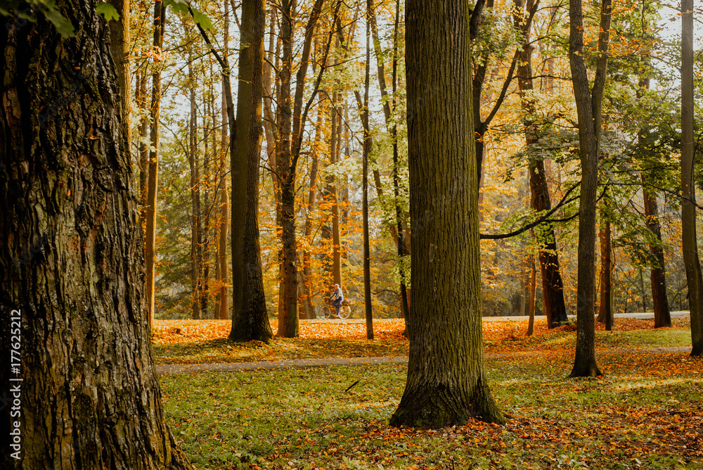 autumn leaves on grass