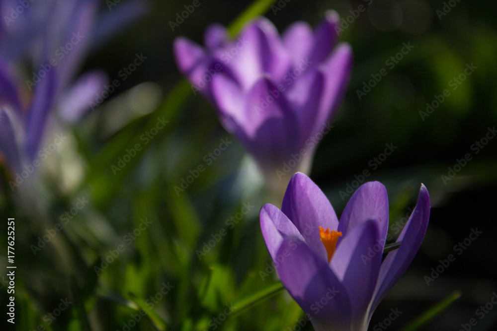 Krokus im Frühling Krokus im Frühling