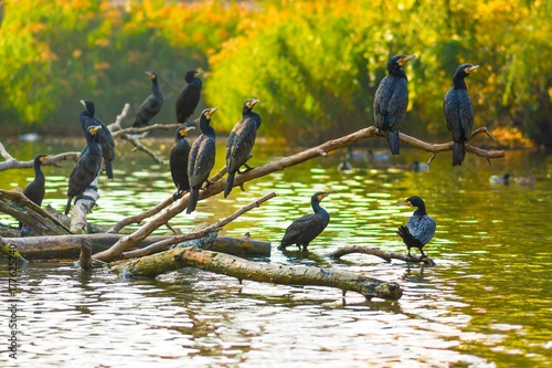 Black cormorant birds sitting on banches in autumn