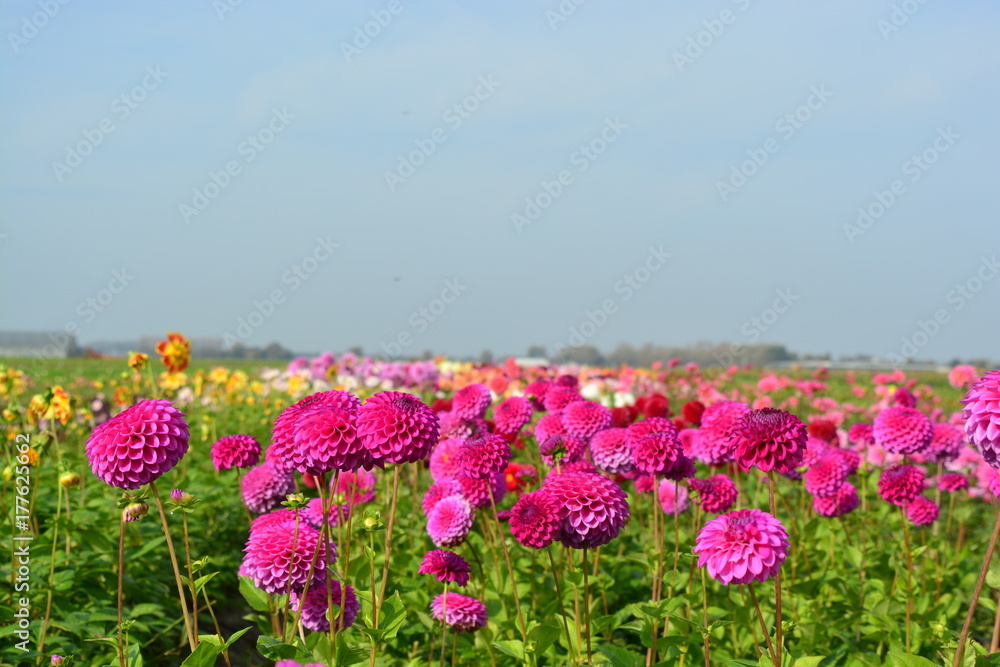Obraz premium Field of Dahlia flowers