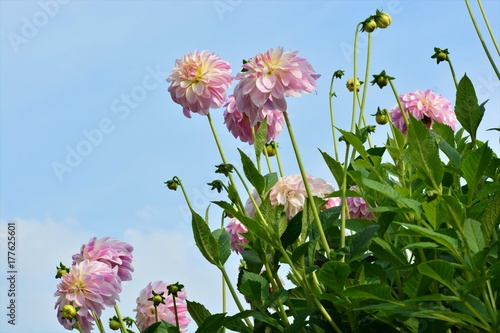 Fototapeta Naklejka Na Ścianę i Meble -  Pink Dahlias