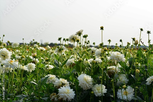 Fototapeta Naklejka Na Ścianę i Meble -  Field of Dahlia flowers