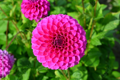 Pink Dahlia flower