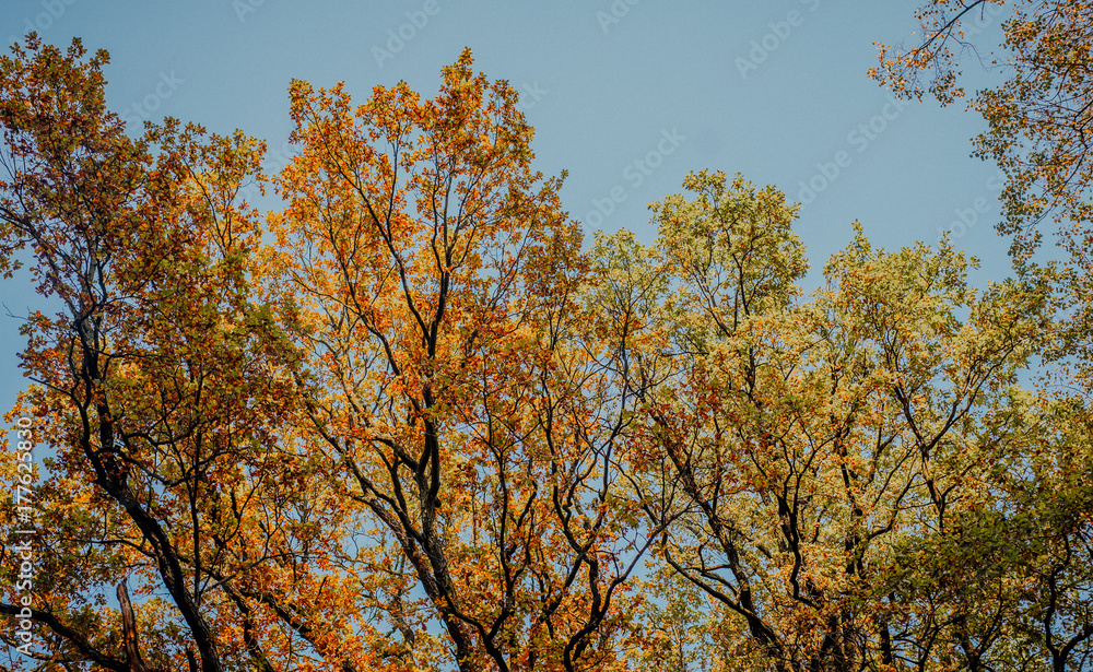 autumn leaves on grass autumn leaves on grass