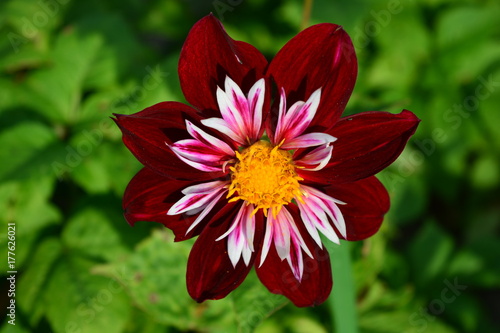Fototapeta Naklejka Na Ścianę i Meble -  Red Dahlia