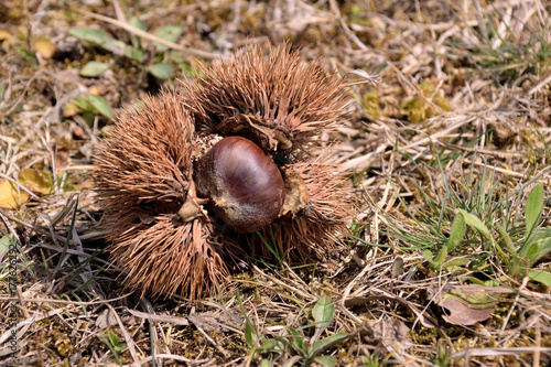 Bur of the japanese chestnut - Castanea crenata.
