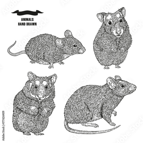 Hand drawn rat, mouse and hamsters. Black ink sketch animal on white background. Vector illustration engraving style.