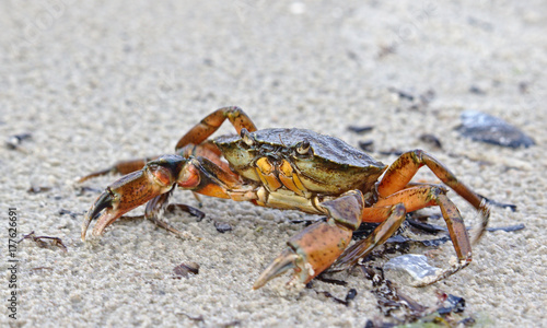 Common shore crab on a sandy beach