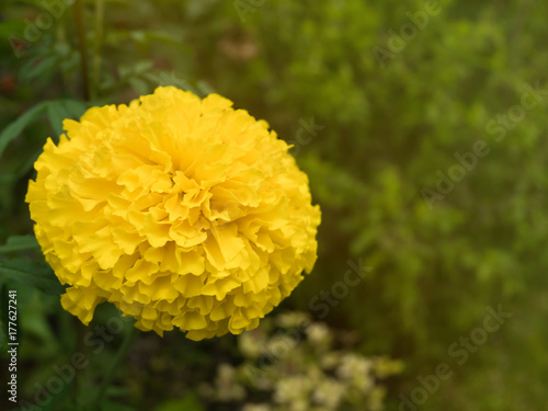 marigold flower in the morning