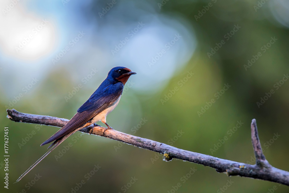 Barn Swallow or Hirundo rustica sits on tree