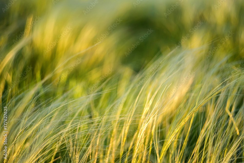 Silver feather grass swaying in wind in steppe Silver feather grass swaying in wind in steppe