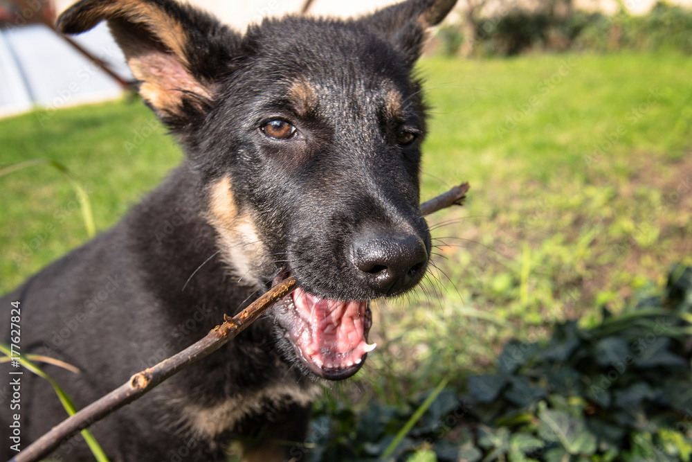 The face of small puppy of german shepherd. The face of small puppy of german shepherd.