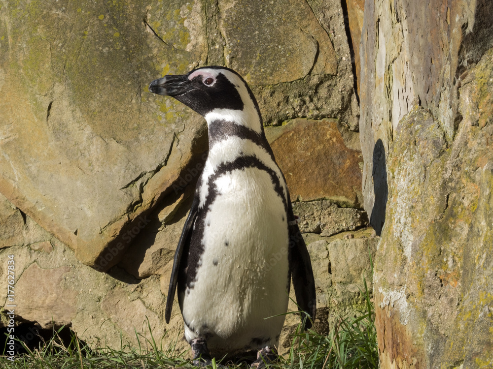 Naklejka premium African penguin, Spheniscus demersus, nests in South Africa
