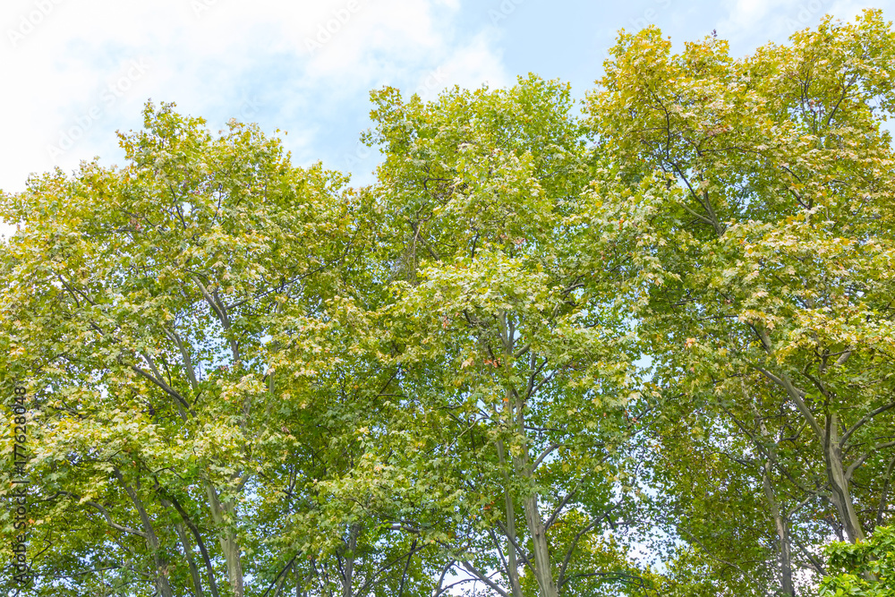 Fototapeta premium Park woods