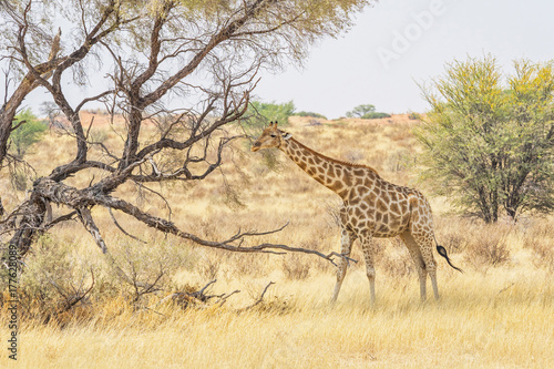 Kalahari Giraffe © David_Steele