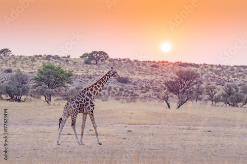 A giraffe at sunrise in the Kalahari