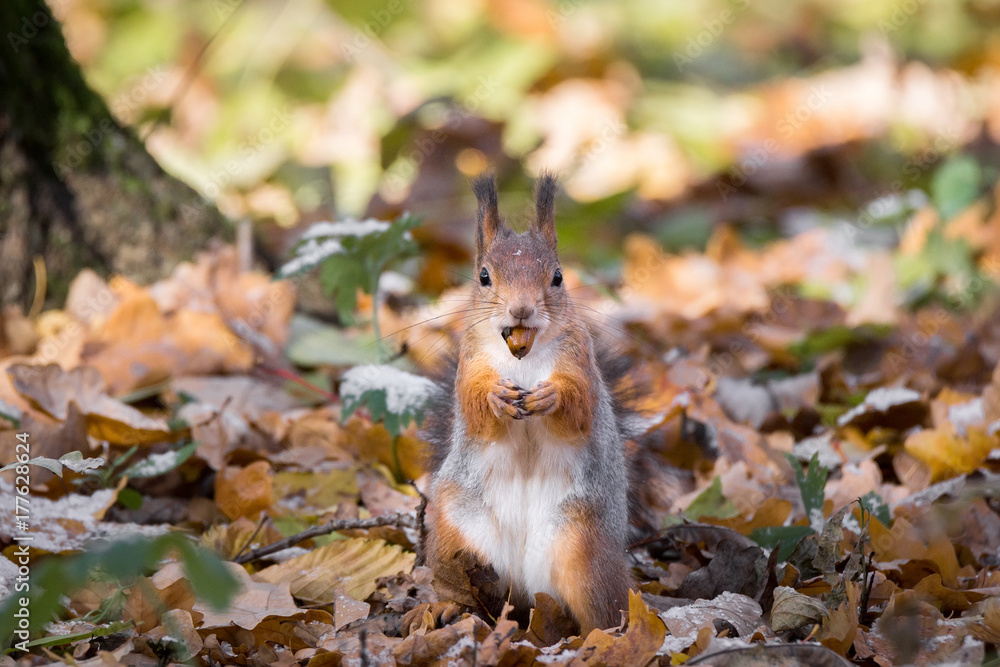 red squirrel on a branch in autumn red squirrel on a branch in autumn