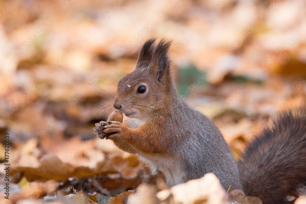 red squirrel on a branch in autumn red squirrel on a branch in autumn