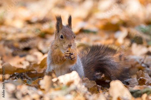 red squirrel on a branch in autumn