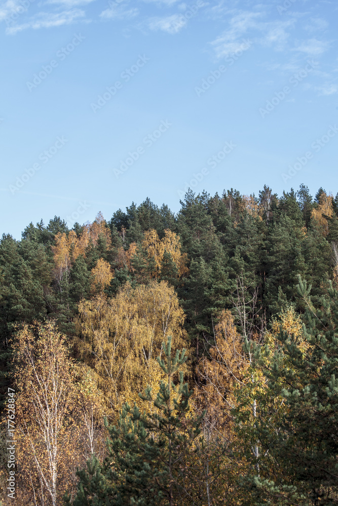 Yellow trees in the background of the forest Yellow trees in the background of the forest
