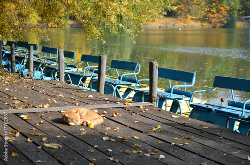 red cat sleeping on the pier