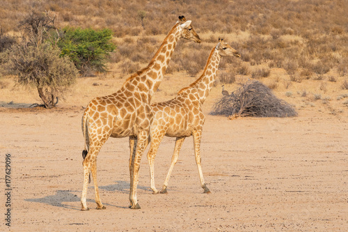 Giraffe Pair