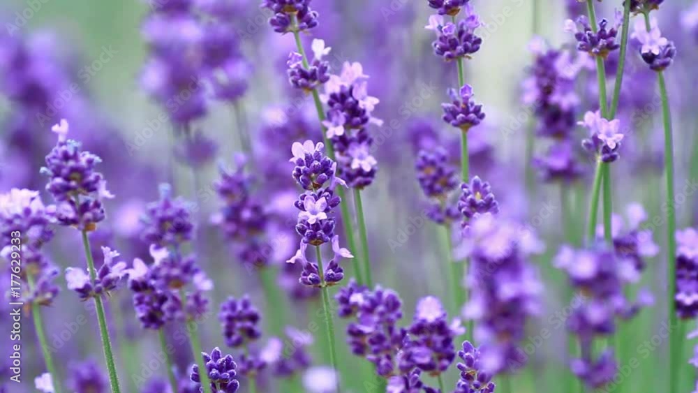 Close up of violet lavenders flowers. Field of lavender flowers. Close up of violet lavenders flowers. Field of lavender flowers.