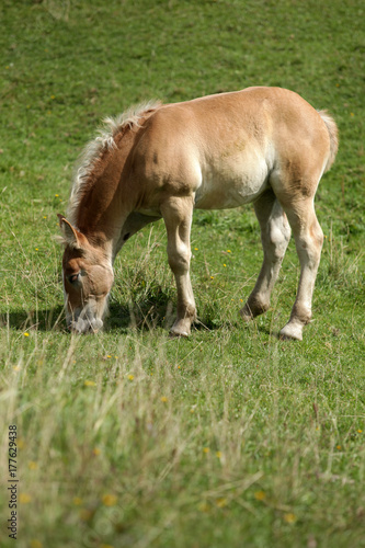 koń - brązowy źrebak na łące