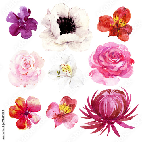 Fototapeta Naklejka Na Ścianę i Meble -  Set of watercolor flowers, poppy, rose, orchid
