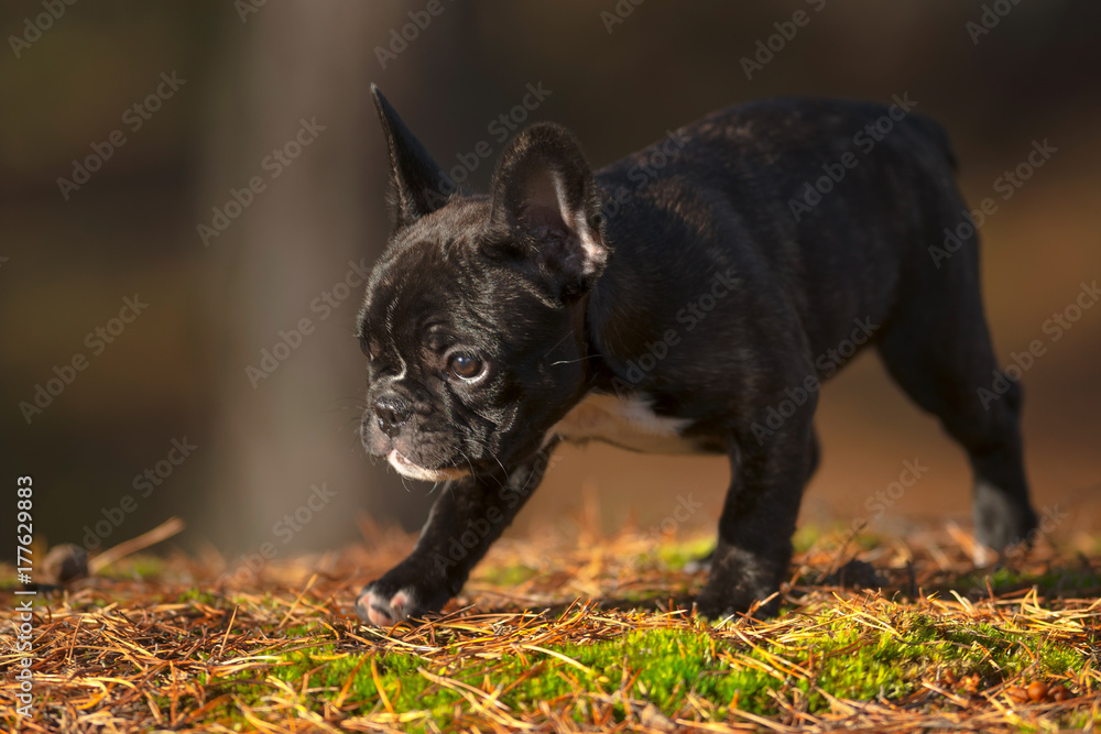 Purebred french bulldog puppy running in a autumn forest