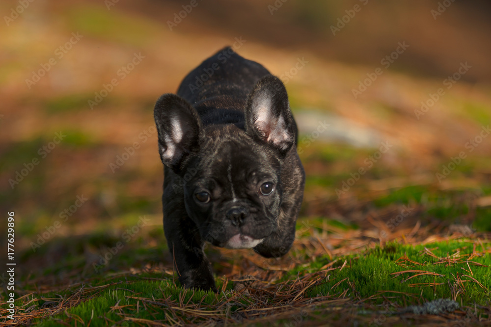Purebred french bulldog puppy running in a autumn forest