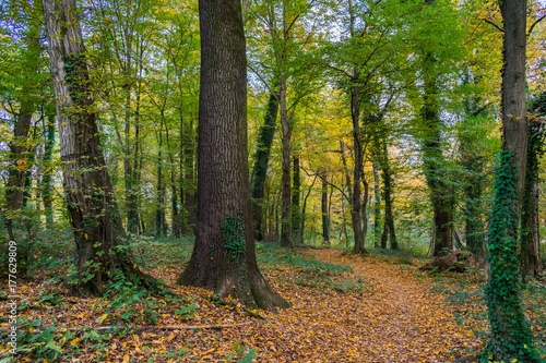 A beautiful hidden path in the famous Maksimir park forest in autumn, Zagreb in Croatia